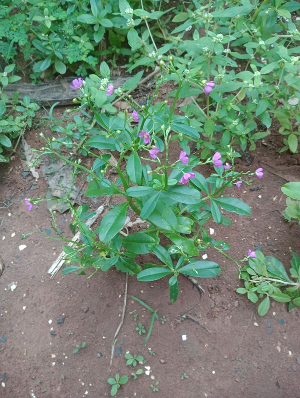 Identificação da planta Bredo-de-jardim por foto