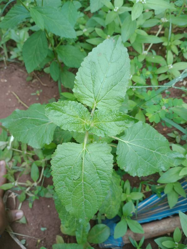 Identificação da planta Mentrasto por foto