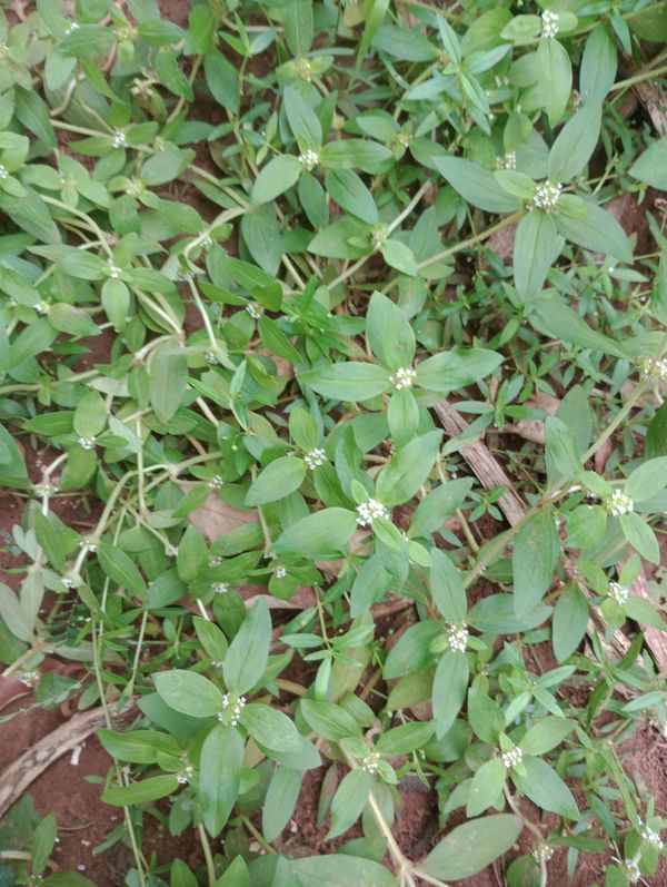 Identificação da planta Erva-de-santa-luzia por foto