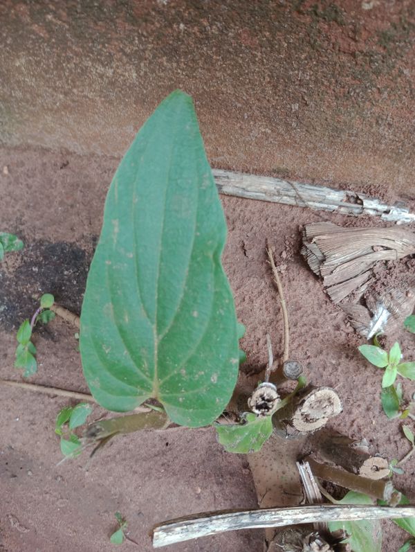 Identificação da planta Cipó-de-são-joão por foto