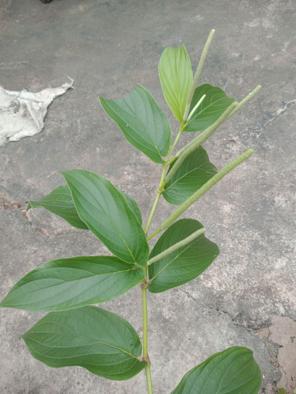 Identificação da planta Jaborandi-manso por foto