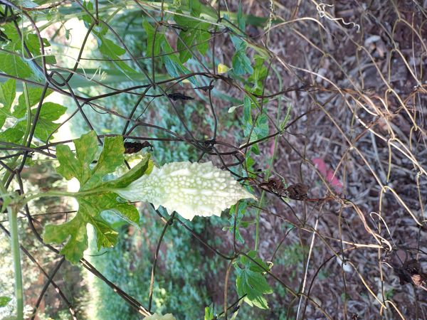 Identificação da planta Melão-de-são-caetano por foto