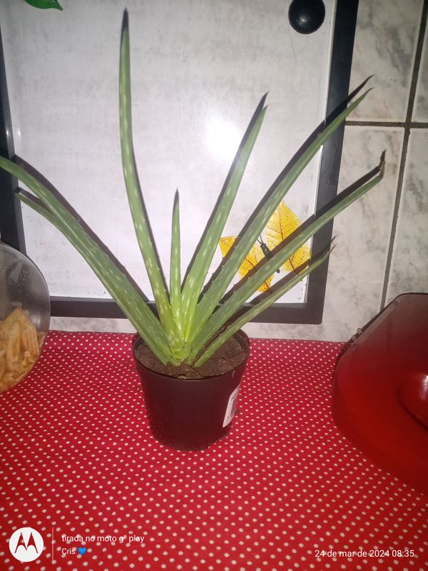 Identificação da planta Babosa por foto