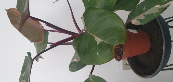 Identificação da planta Burgundy por foto