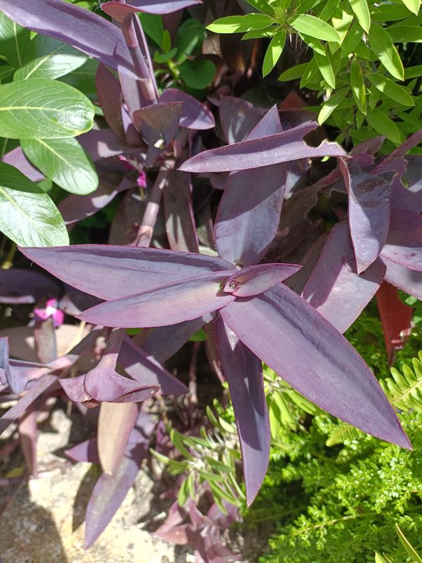 Identificação da planta Trapoeraba-roxa por foto