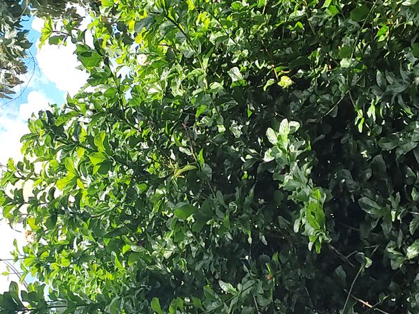 Identificação da planta Limão-cravo por foto
