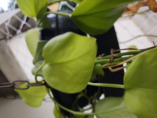 Identificação da planta Filodendro Brasil por foto