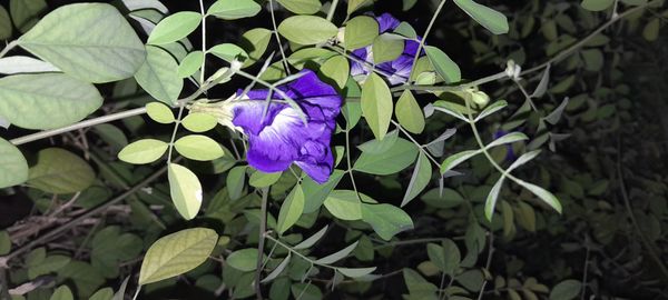 Identificação da planta Feijão-borboleta por foto