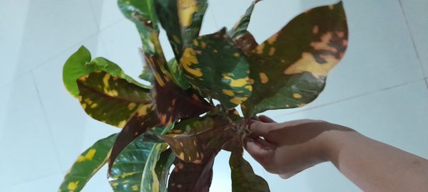 Identificação da planta Cróton por foto