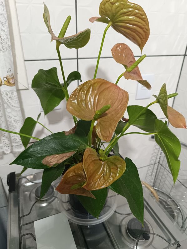 Identificação da planta Antúrio por foto