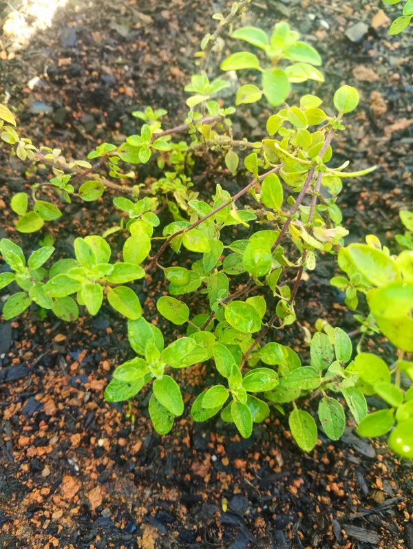 Identificação da planta Manjerona por foto