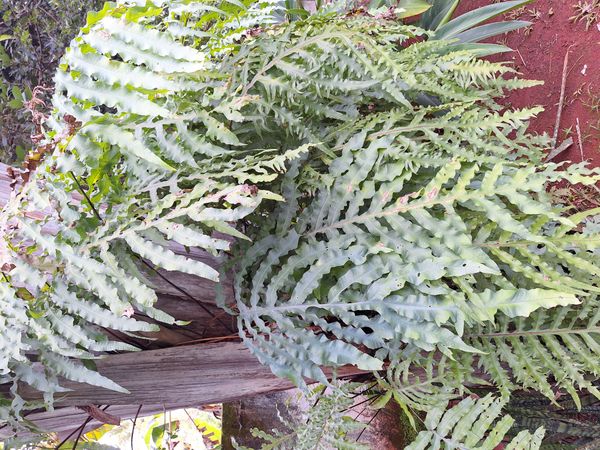 Identificação da planta Samambaia-açu por foto