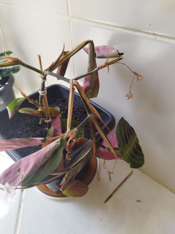 Identificação da planta Maranta por foto