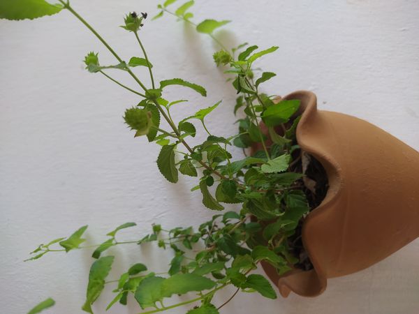 Identificação da planta Canbará por foto