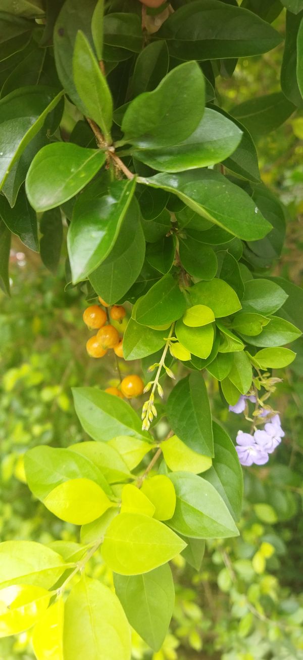 Identificação da planta Pingo-de-ouro por foto