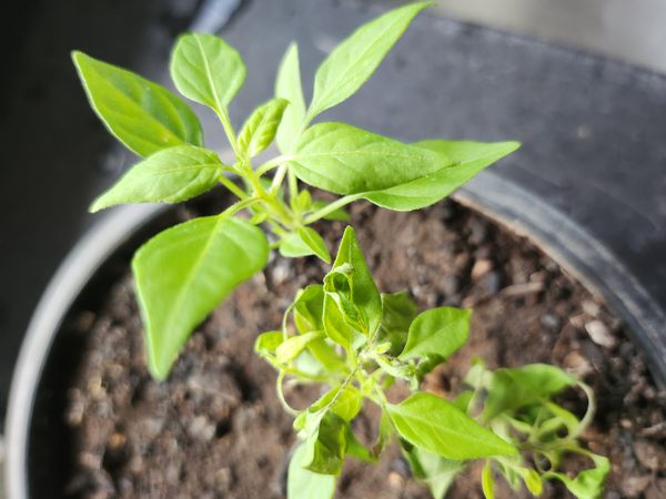 Identificação da planta Malagueta por foto