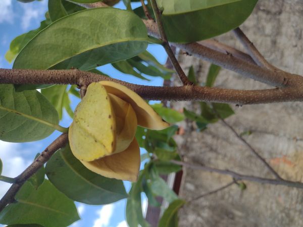 Identificação da planta Araticum-montês por foto