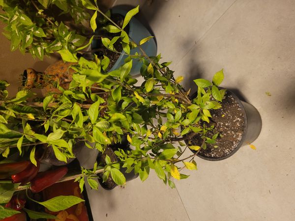 Identificação da planta Chapéu-de-Napoleão por foto