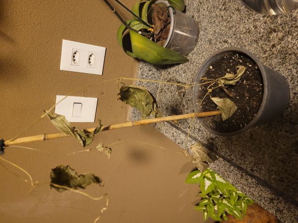 Identificação da planta Feijão por foto