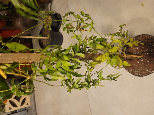 Identificação da planta Jasmim-estrela por foto