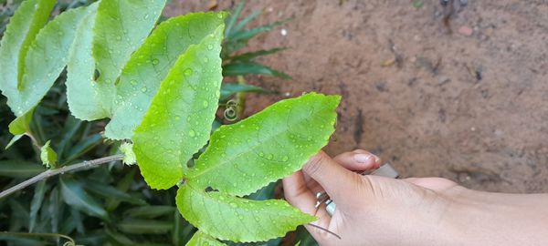 Identificação da planta Maracujá por foto