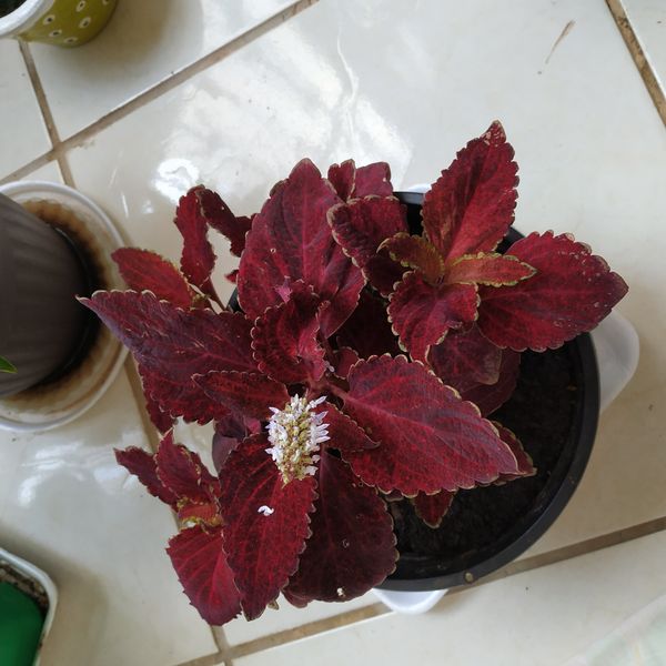 Identificação da planta Coração-magoado por foto
