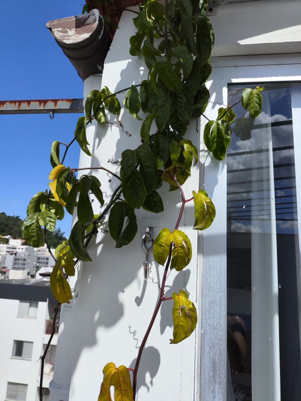Identificação da planta Maracujá por foto