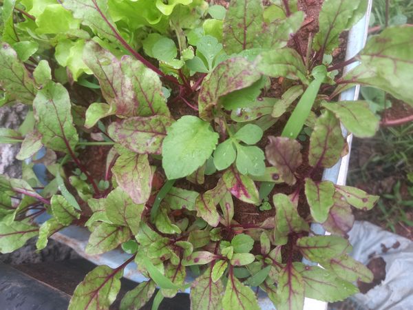 Identificação da planta Bredo por foto