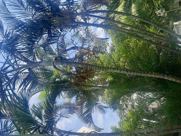 Identificação da planta Areca-bambu por foto