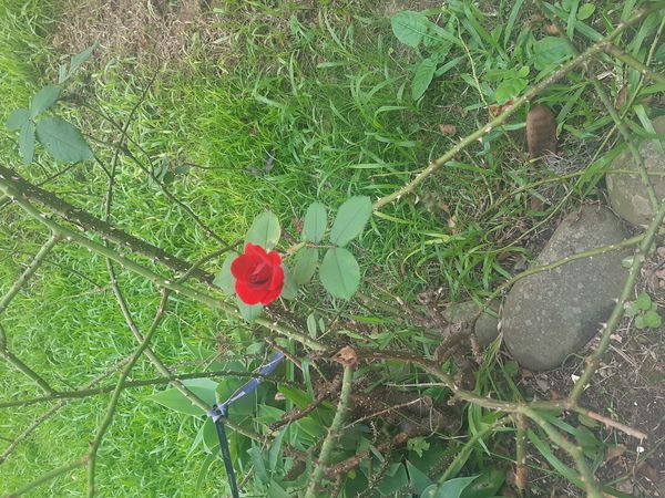 Identificação da planta Rosa-moyesii por foto
