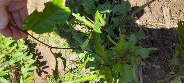 Identificação da planta Figueira-do-inferno por foto