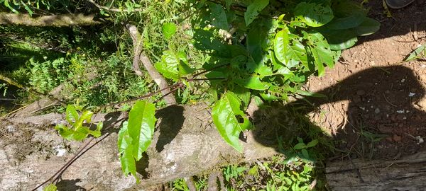 Identificação da planta Maracujá por foto