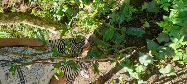 Identificação da planta Maracujá por foto