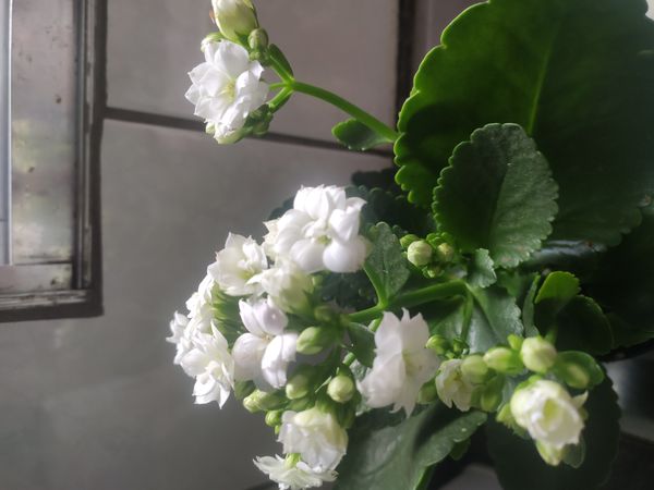Identificação da planta Calandiva por foto