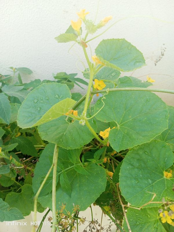 Identificação da planta Melão por foto