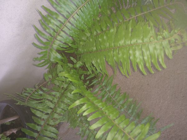 Identificação da planta SAMAMBAIA por foto