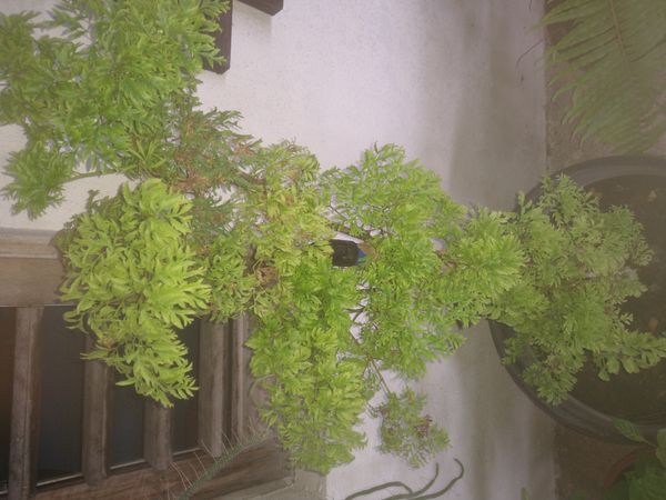 Identificação da planta Bonsai-Havaí por foto