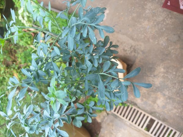 Identificação da planta Arruda por foto