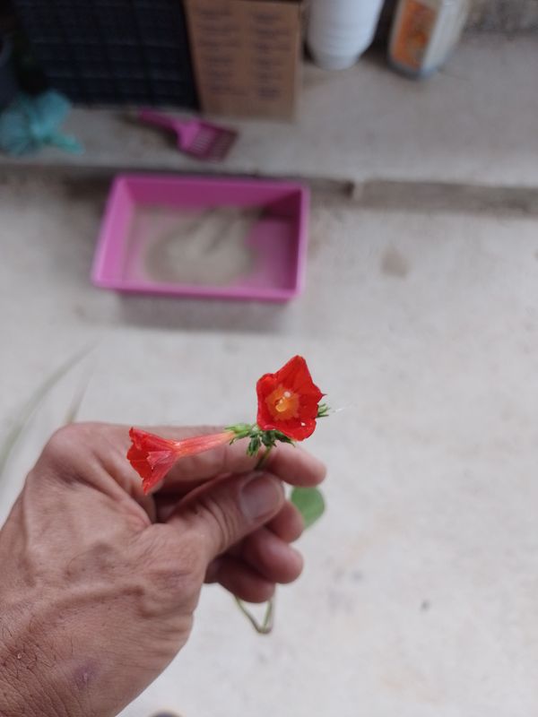 Identificação da planta Sete-léguas por foto