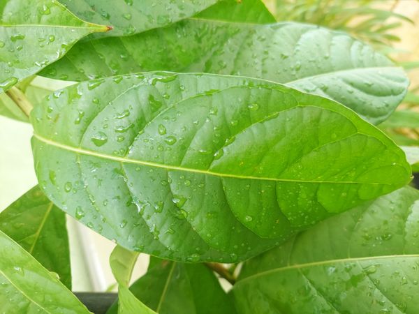 Identificação da planta Resedá-flor-da-rainha por foto