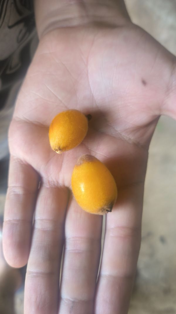 Identificação da planta Ameixinha amarela por foto