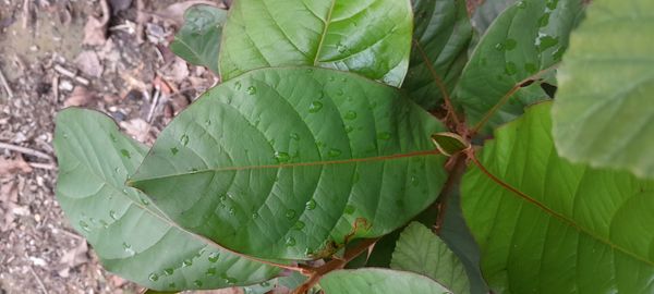 Identificação da planta Beladona por foto