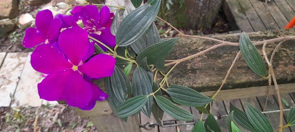 Identificação da planta Quaresmeira por foto