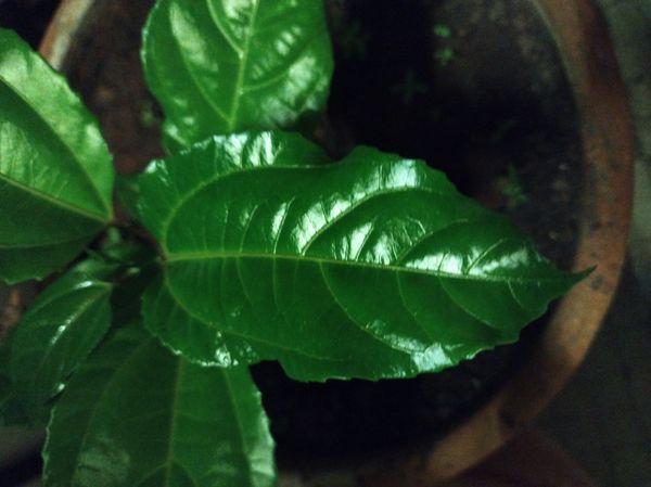 Identificação da planta Maracujá por foto