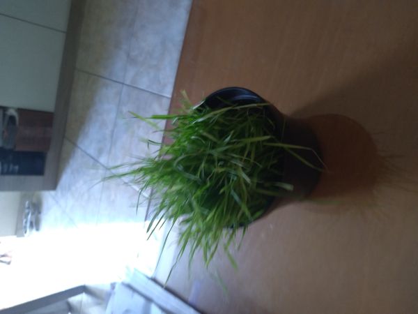 Identificação da planta Poa-comum por foto
