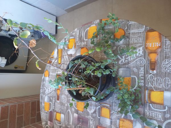 Identificação da planta Corda-de-sapo por foto