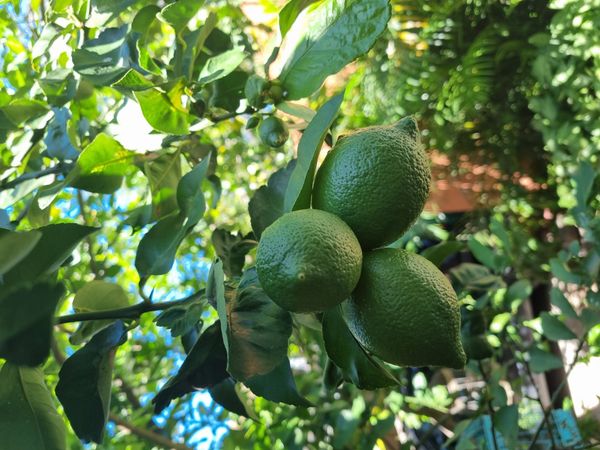 Identificação da planta Limão por foto