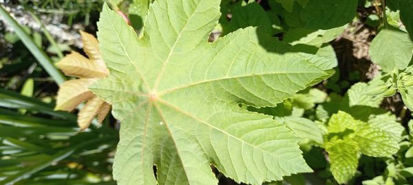Identificação da planta Mamona por foto