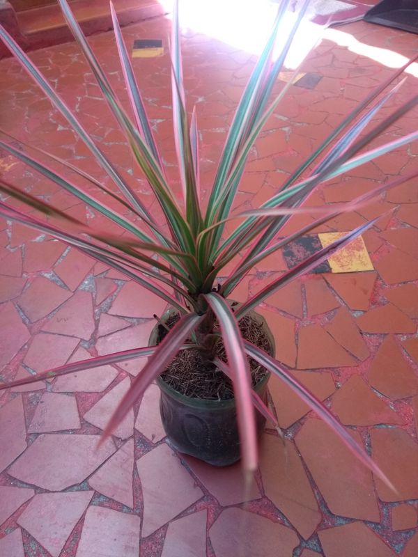 Identificação da planta Pleomele por foto
