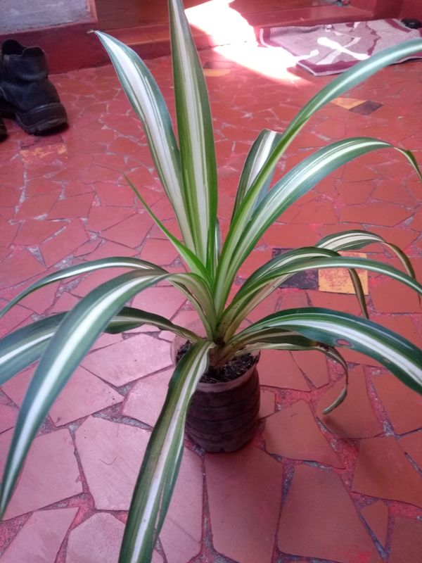 Identificação da planta Clorófito por foto